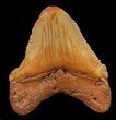 Chubutensis Tooth From NC - Megalodon Ancestor #43081-1